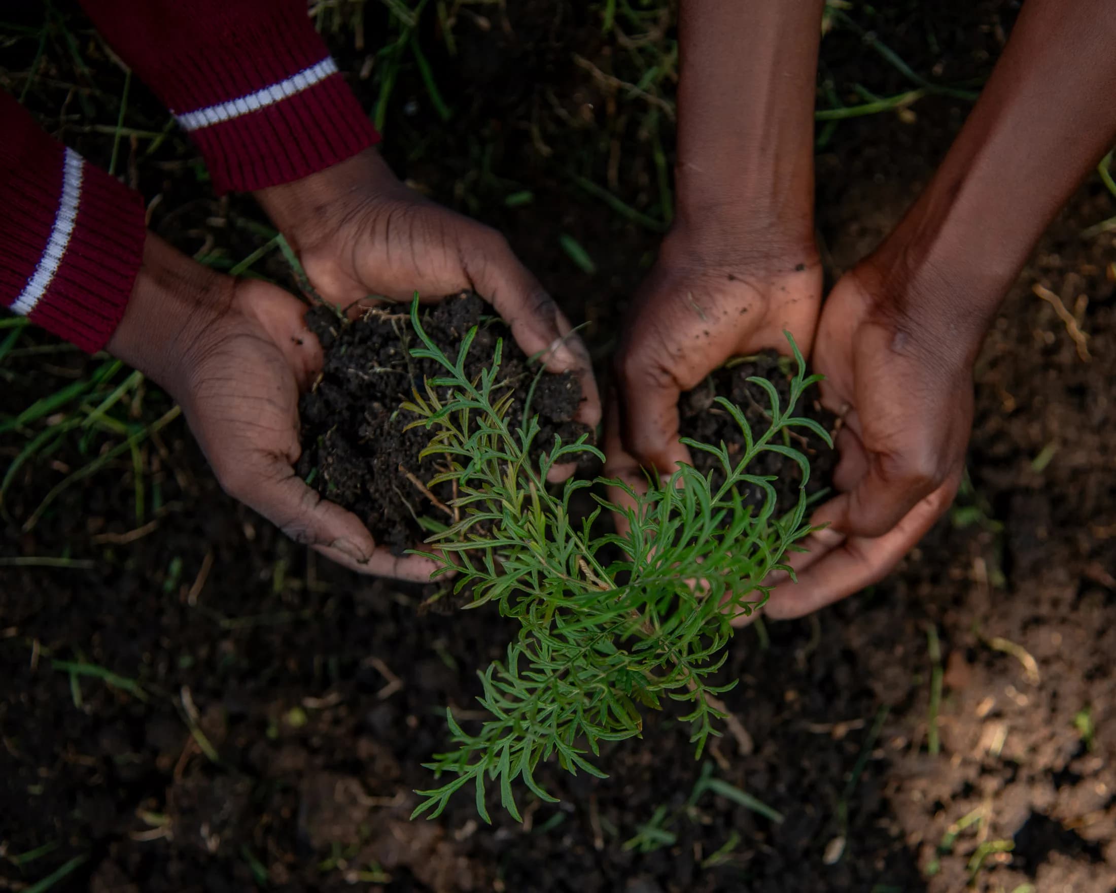 Several hands working together to plant in the soil.